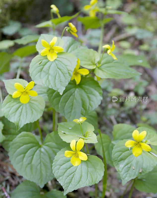 光滑的黄紫罗兰(Viola glabella)